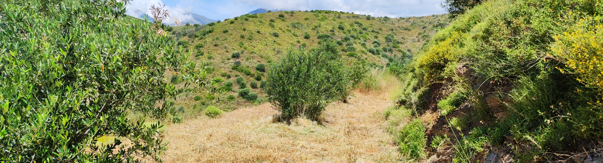 Κόβουμε τα χόρτα αλλά δεν φρεζάρουμε το έδαφος