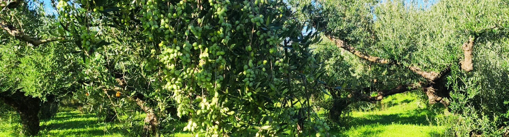 Αγουρέλαιο από το Κεφαλόβρυσο