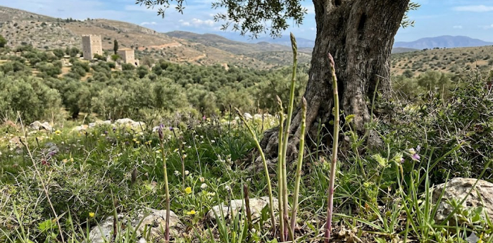 Και Άγρια Σπαράγγια