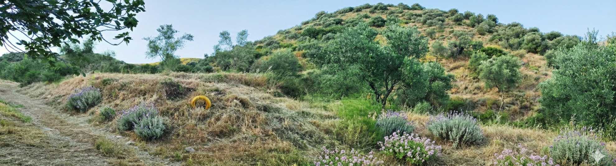 Βότανα και Αρωματικά Φυτά της Ανατολικής Μάνης