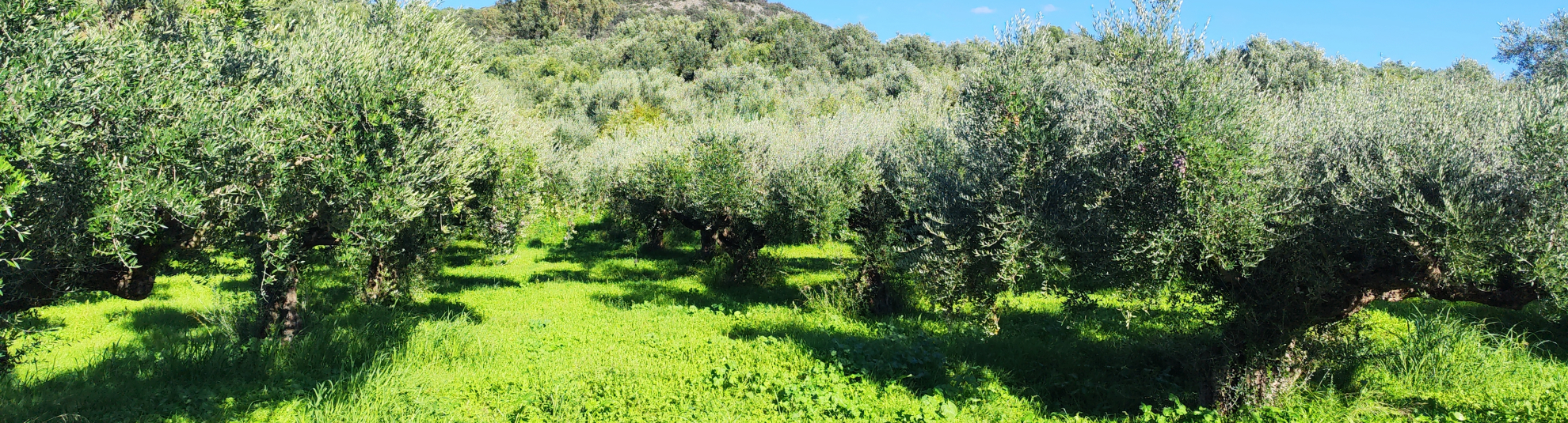 Σεπτέμβριος - Προετοιμασία για τη Συγκομιδή