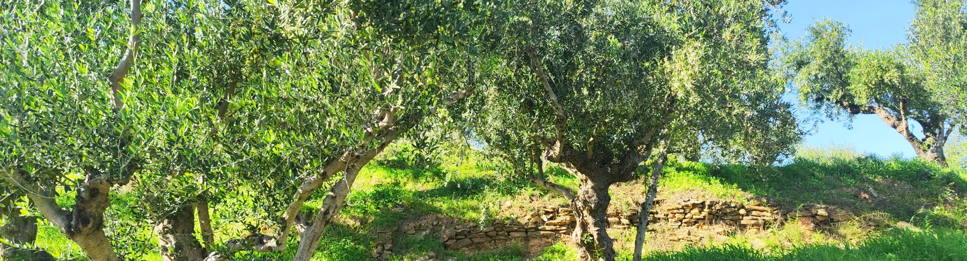 Γιατί το KOTRAPHOS ESTATE EVOO δεν μπορεί να είναι φτηνό