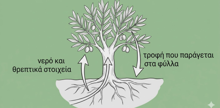 Πώς Τρέφεται η Ελιά