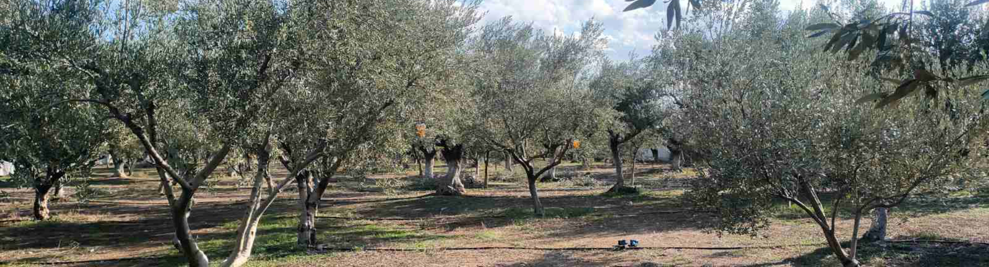 Λουτράκι Πλάτωμα  Πύργος — οι πεδινοί ελαιώνες μας