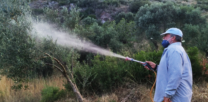 Η Ασπίδα του Χαλκού στον Ελαιώνα