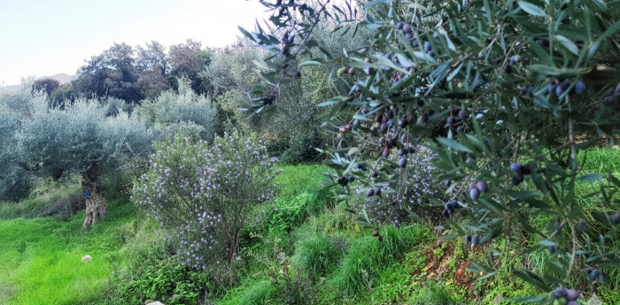 Βότανα και Αρωματικά Φυτά της Ανατολικής Μάνης