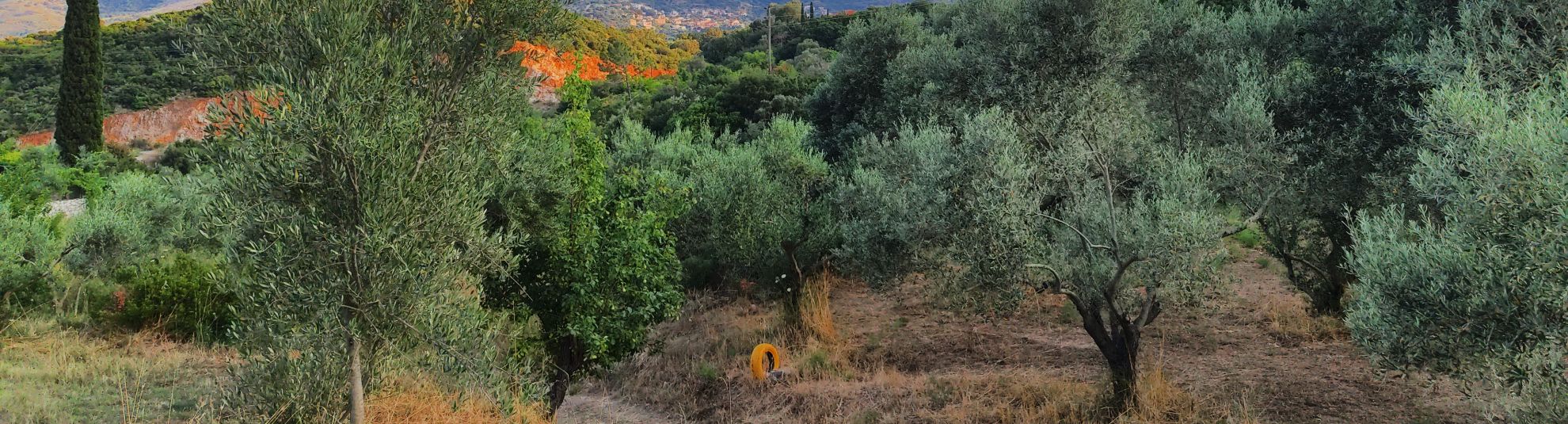 Μάνη, Μικροκλίμα, Ελαιώνες