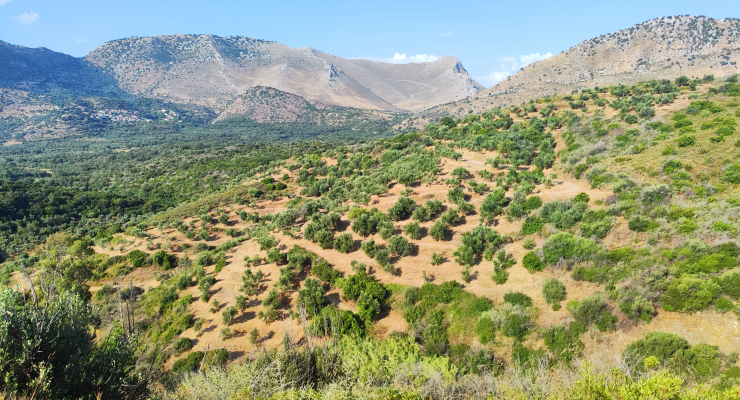 Kotraphos Estate — Μάνη, μικροκλίμα, ελαιώνας