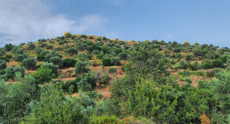 Kotraphos Estate — Μάνη, μικροκλίμα, ελαιώνας