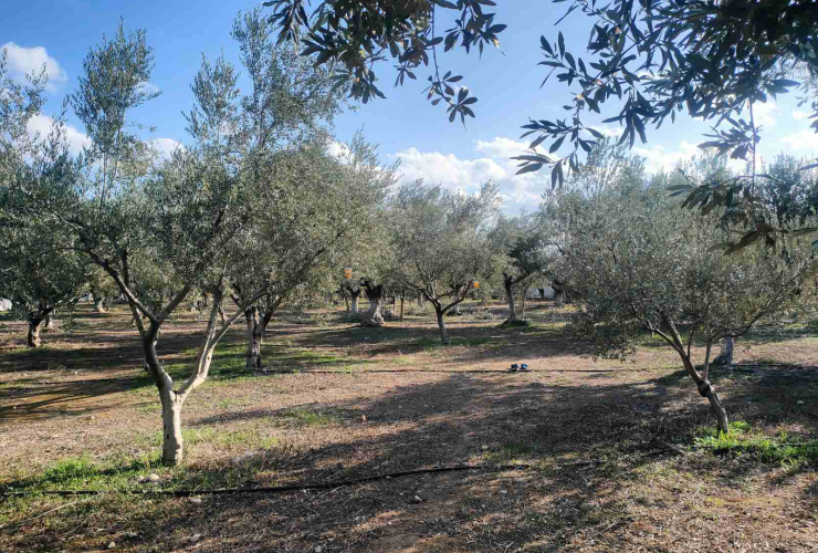 Platoma